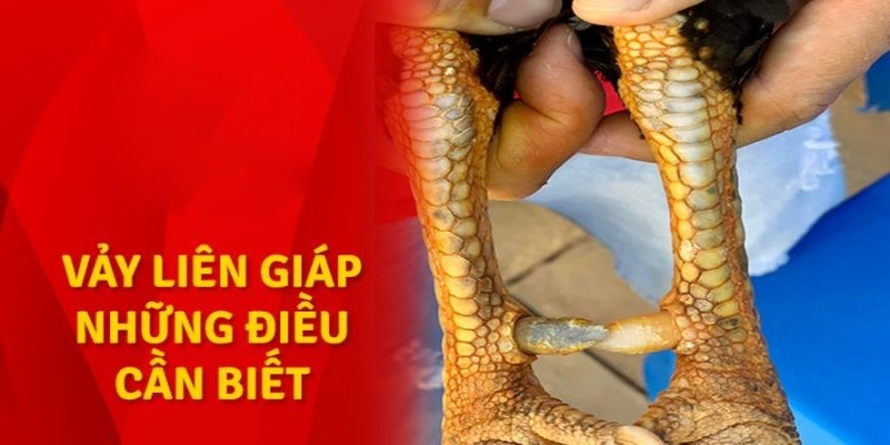 Tìm hiểu vảy gà liên giáp